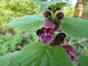 Lamium orvala L.